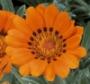 Seminte profesionale Gazania rigens - imagine 48978